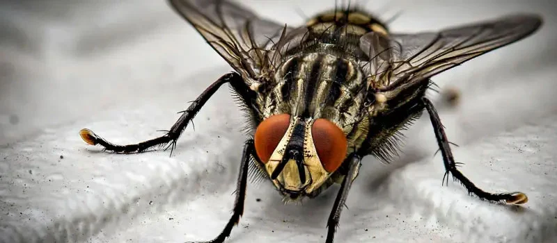 Azamethiphos Azamethiphos