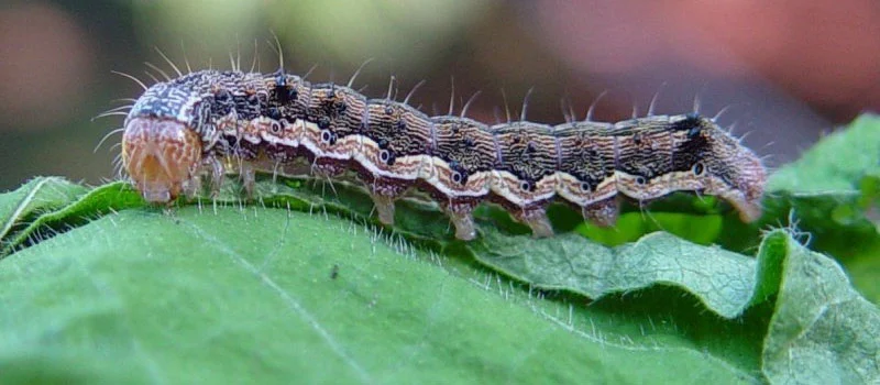 thiodicarb 