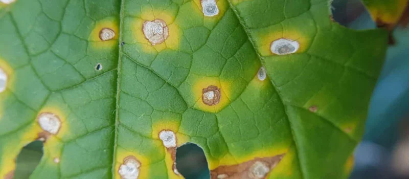 Propiconazole Propiconazole