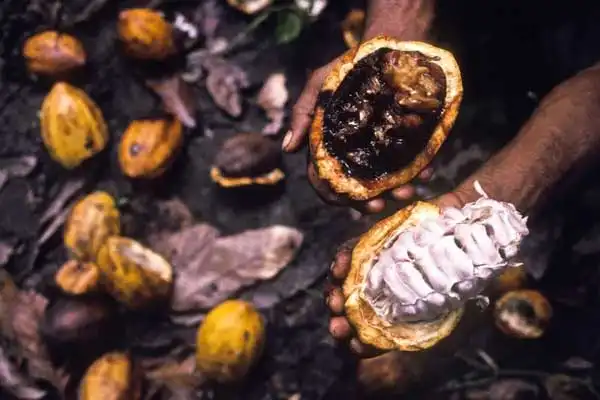 What Is the Difference Between Carbendazim and Mancozeb? A Comprehensive Guide for Crop Protection