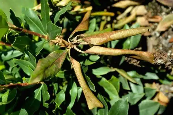 How Often Should You Apply Copper Oxychloride? A Seasonal Guide
