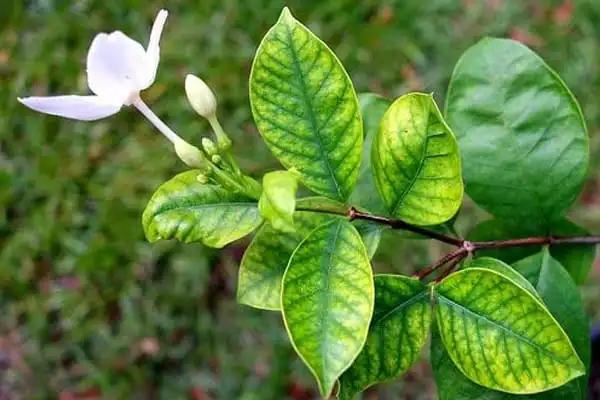 EDDHA Fe 6% vs DTPA Iron: Which One to Choose