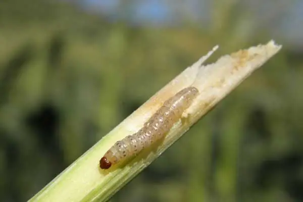 Is Fenitrothion systemic or contact?