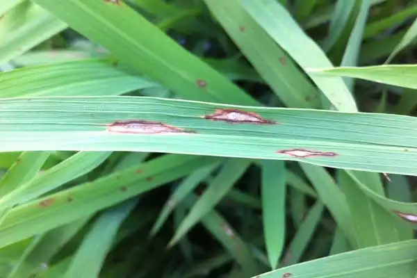 Comparing Azoxystrobin and Difenoconazole: Key Differences and Best Uses