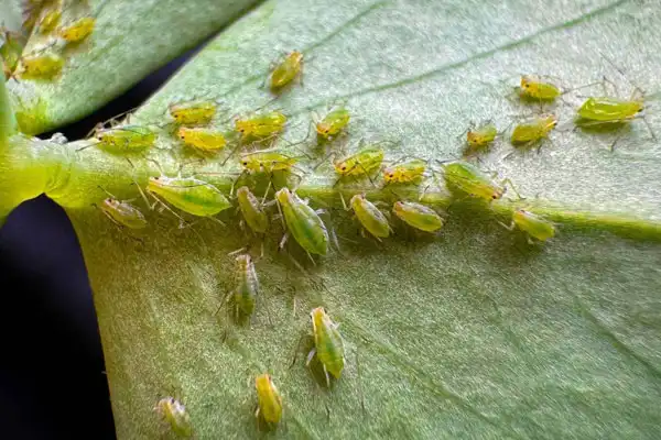 Understanding Lambda-Cyhalothrin Insecticide: Key Features and Benefits