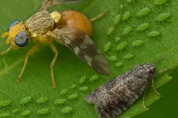 Why Imidacloprid Is a Must-Use Insecticide？