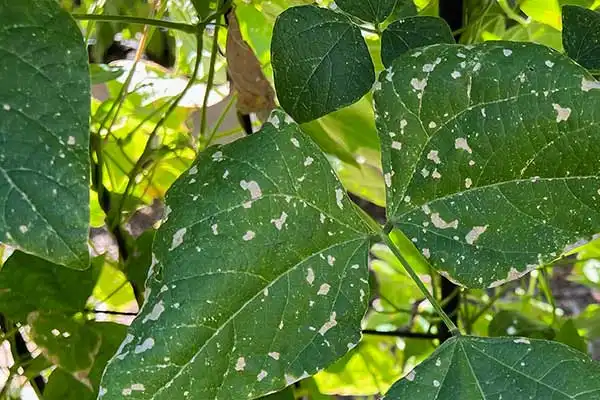 What Is Thiocyclam Hydrogen Oxalate and How Does It Effectively Control Crop Pests?