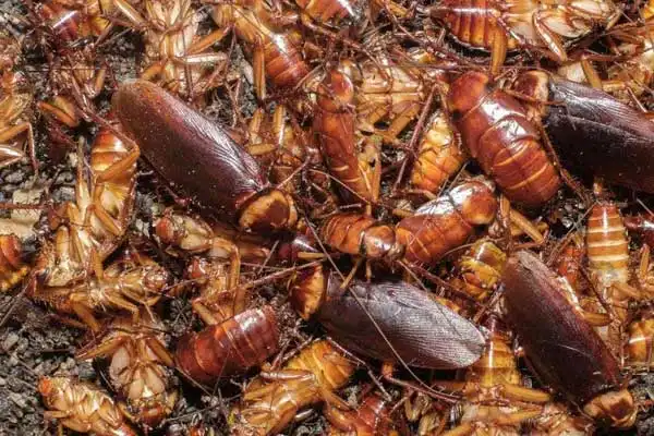 How Fly Killer Powder Works in Farms and Livestock Areas