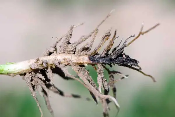 Hymexazol as a Seed Treatment Fungicide: Benefits and Application Techniques