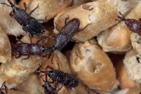 Pirimiphos-Methyl 50% EC Dosage and Application Guide