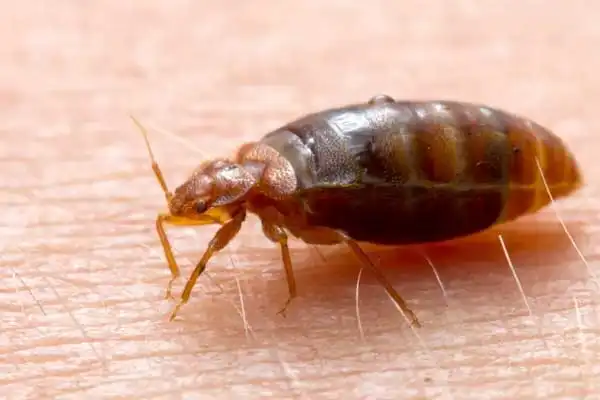 What is lufenuron used for？