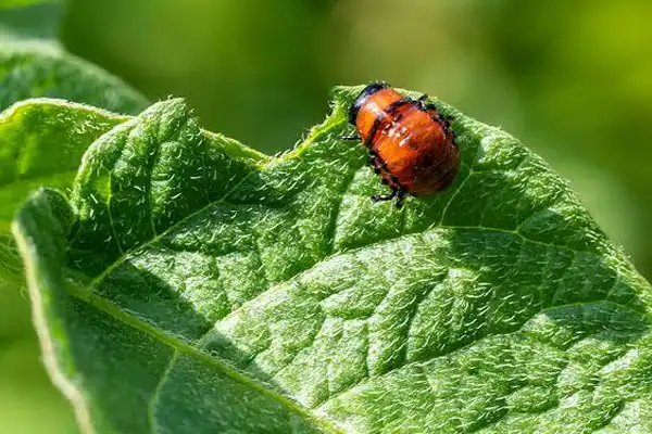 What Is Thiodicarb 75 WP Used For in Crop Protection?