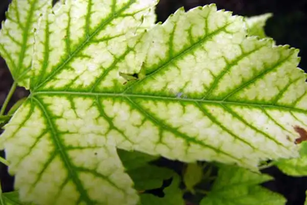 DTPA Chelated Iron Application Rate for Crops: Maximize Plant Health