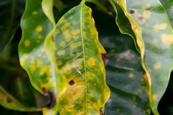 Does propiconazole treat needle blight？