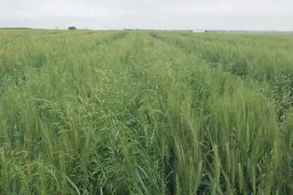 Fenoxaprop-p-ethyl Safety Guidelines for Farmers: Protect Yourself and the Environment