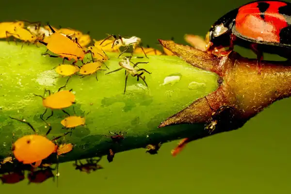 Abamectin: The Unsung Hero of Crop Protection