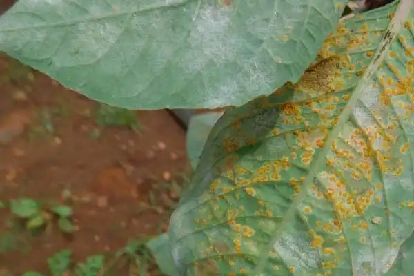 Hexaconazole 5% SC Fungicide: Complete Application Guide