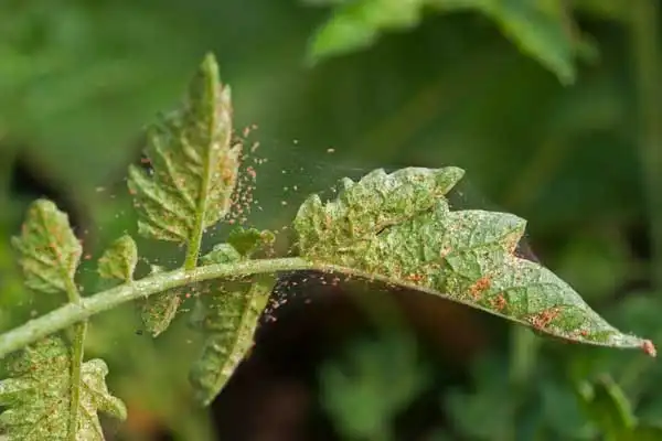 Is chlorfenapyr an insecticide?