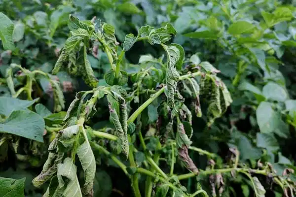 Why are seeds treated with thiram?