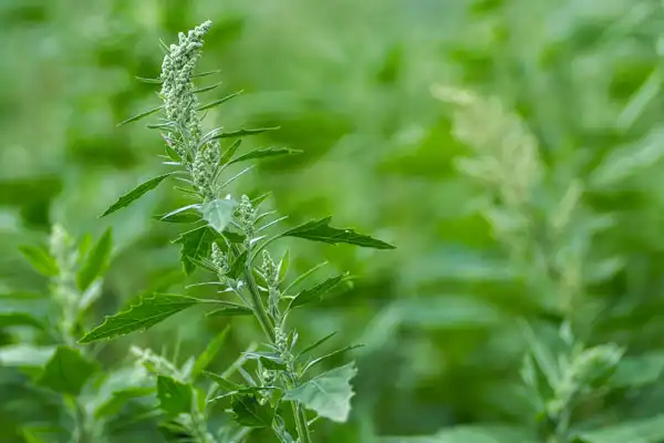 How Does Imazamox 98% Tc 4% SL Control Weeds?