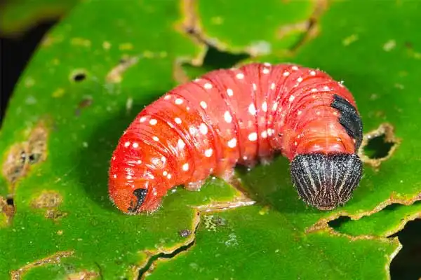 Which is better, Bt or Spinosad?