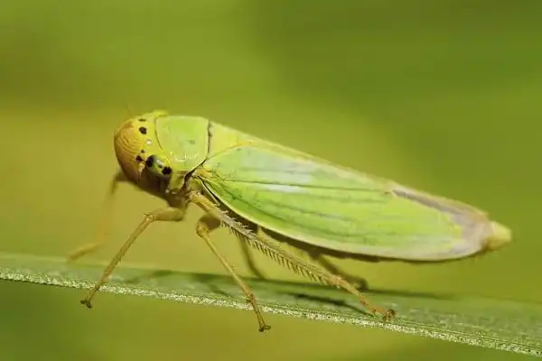 How Fenobucarb 95% TC Supports Effective Rice Pest Management Solutions