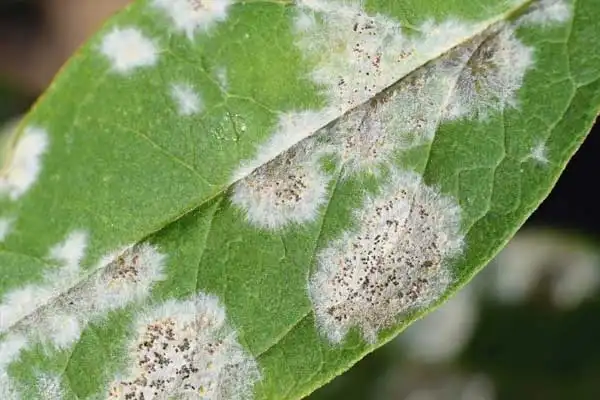 Best Crops for Azoxystrobin Difenoconazole Application