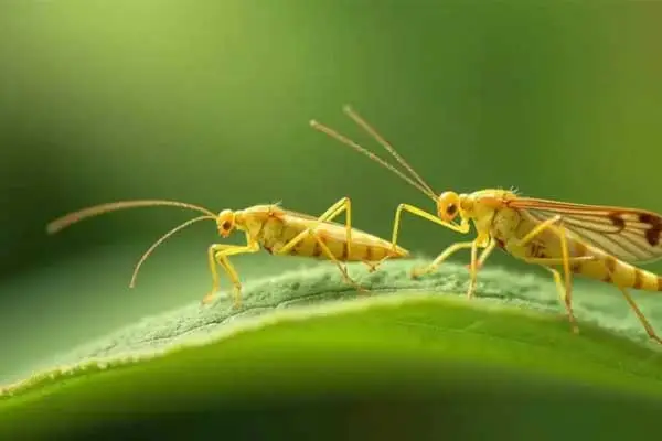 How long does it take for acetamiprid to work?