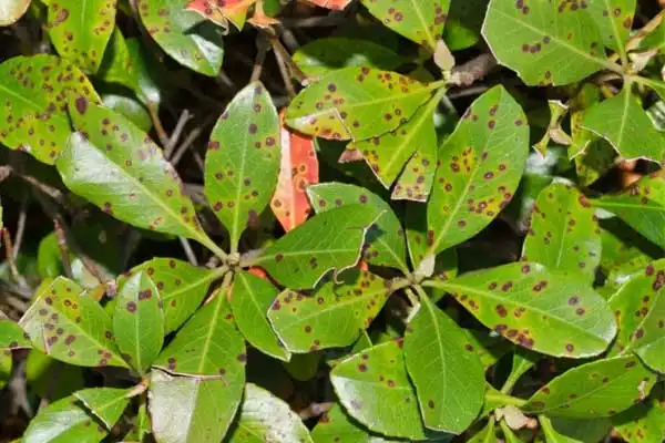 Safety Precautions for Using Tebuconazole in Orchards: Protecting Your Crops and Environment