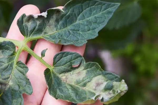 How to use the fungicide dimethomorph?