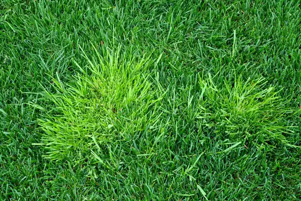 A Guide to Using Clodinafop-Propargyl for Weed Control in Wheat