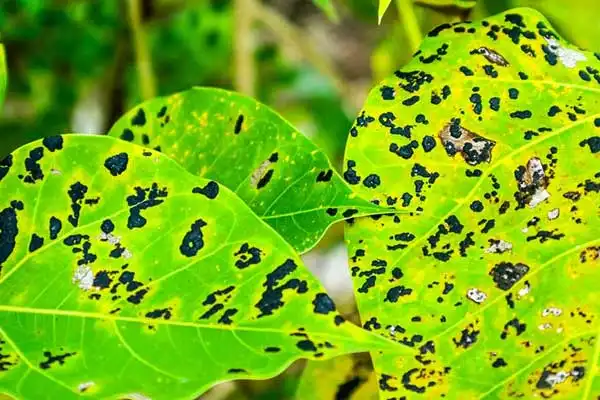 Is Difenoconazole 25% EC Effective for Leaf Spot Control?