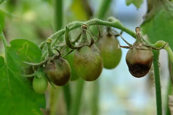 Is Copper Oxychloride 50% WP Suitable for Organic Farming?