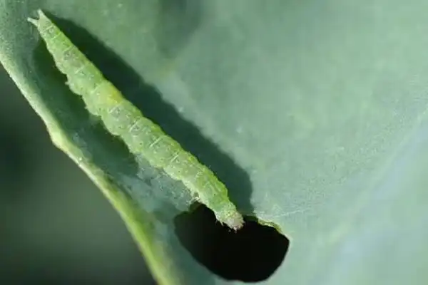 Bacillus subtilis for plant health and crop yield improvements