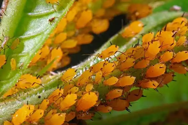 Which insects can acephate control?