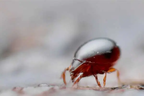 Choosing a Reliable Clofentezine Supplier for Pest Control