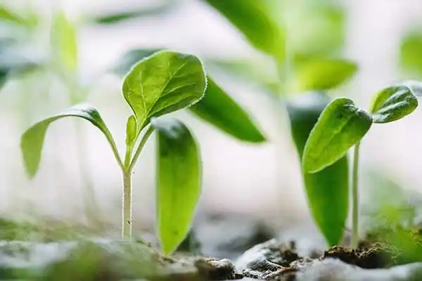 Chlormequat Chloride Dosage Guide for Cereals