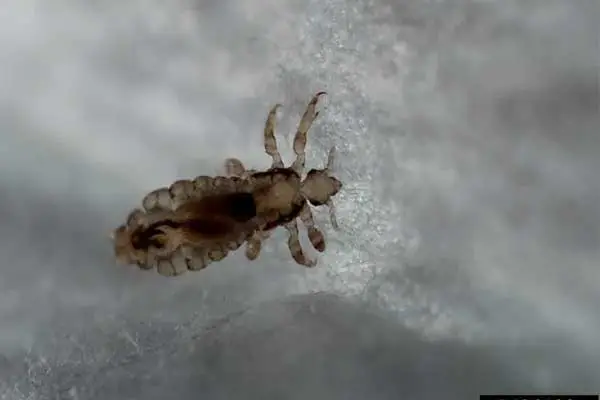 Can pyriproxyfen kill lice on carpets and bedding？