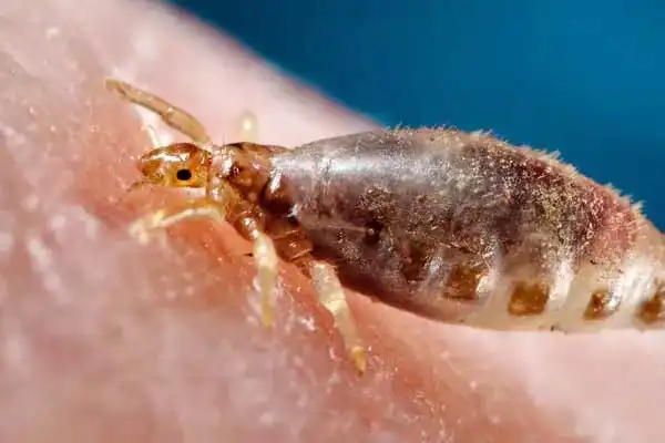 Can pyriproxyfen kill lice？