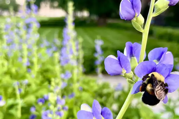 What Is Gibberellic Acid Used for in Plants?