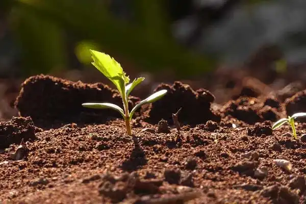 Is Gibberellic Acid Safe for Organic Farming? Expert Insights and Tips