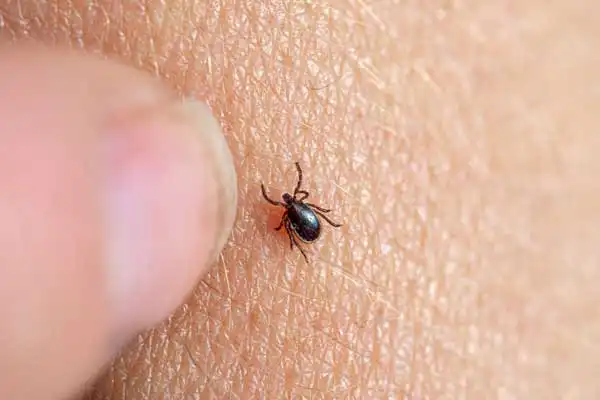 What is the difference between abamectin and ivermectin​?