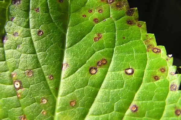 Carbendazim Mancozeb vs Single Fungicides: Which Is Better