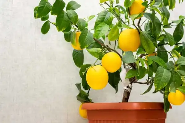 Chlormequat Chloride Plant Growth Regulator Explained