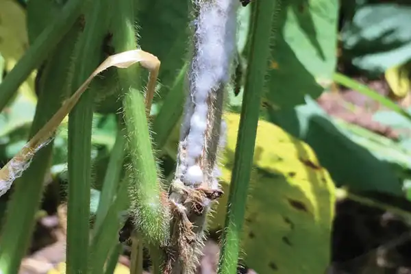Pyraclostrobin--highly selective and safe fungicide