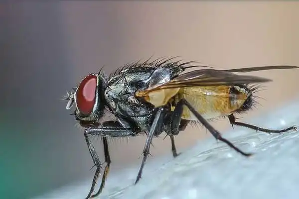 How to Apply Fipronil 80% Effectively for Pest Control