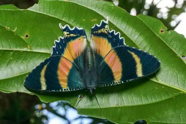 Carbaryl Powder vs Modern Insecticides: Pros and Cons