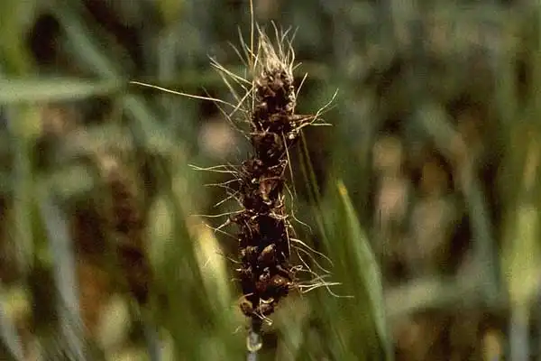 Flutriafol fungicide helps tackle cereal diseases