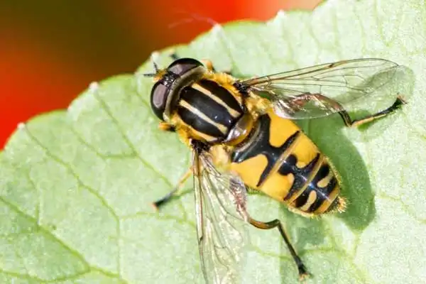 How does Zeta Cypermethrin work？