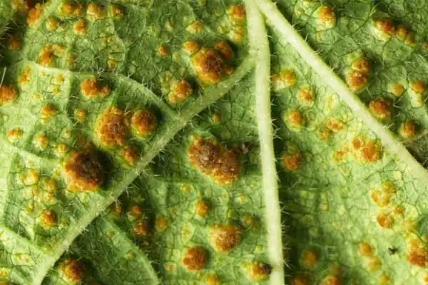 Difenoconazole 25% EC Price Comparison 2026: Find the Best Deals Online